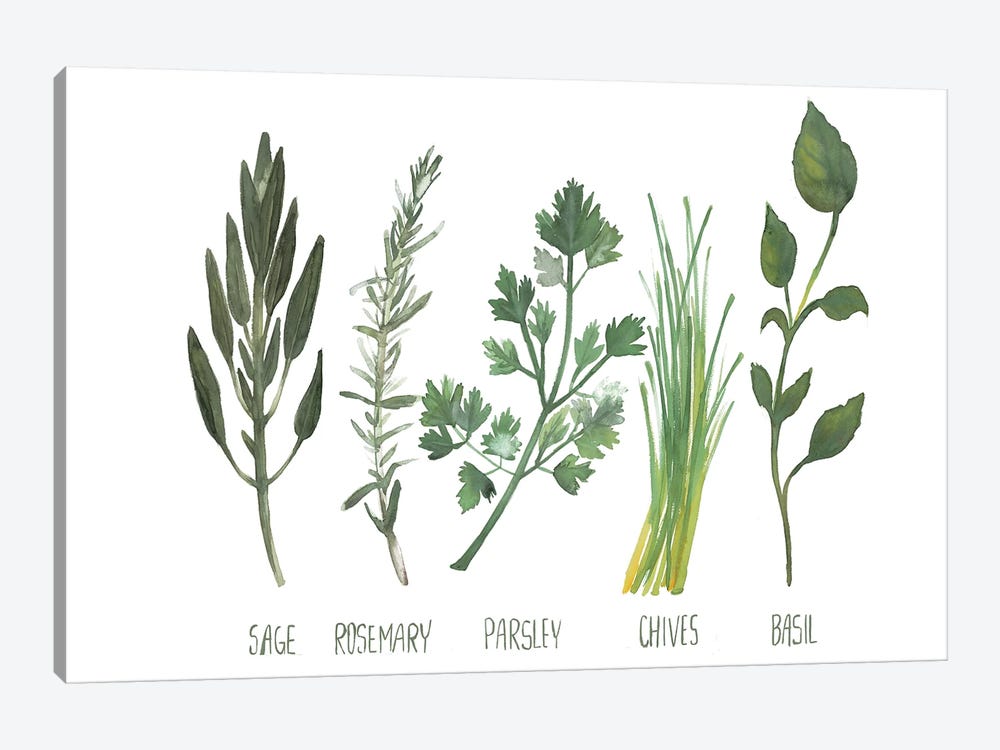 Watercolor Herbs by Dogwood Portfolio 1-piece Canvas Wall Art