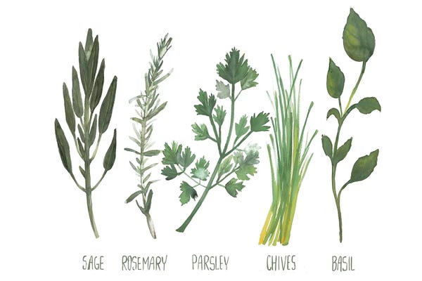 Herbs: Watercolor Herbs by Dogwood Portfolio
