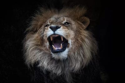 African Lion by David Whelan metal wall art