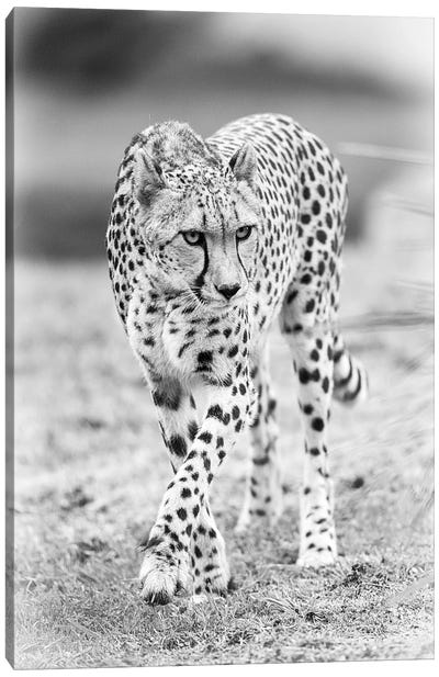Cheetah Canvas Art Print - Minimalist Wildlife Photography