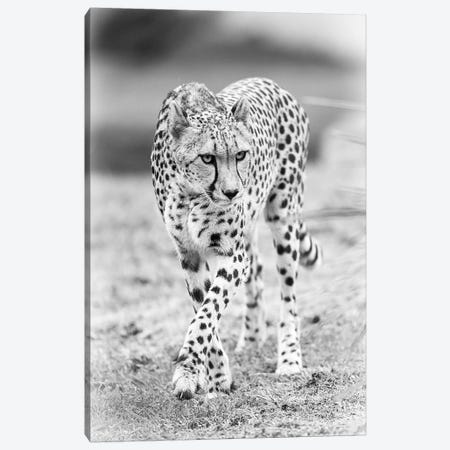 Cheetah Canvas Print #DWH10} by David Whelan Canvas Art