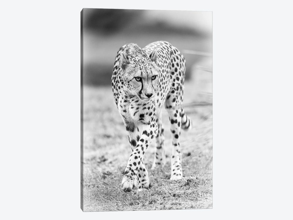 Cheetah 1-piece Canvas Art Print