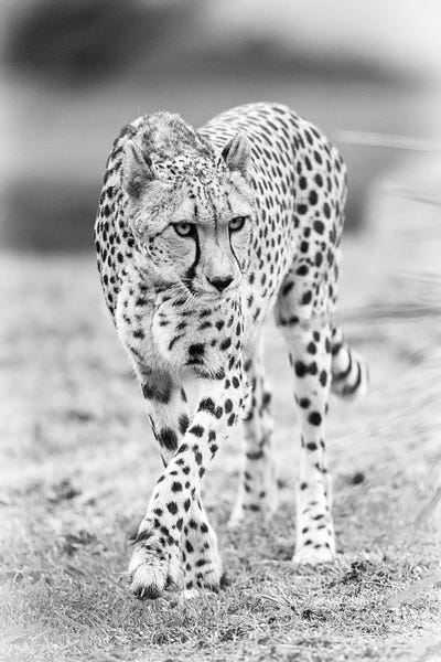 Minimalist Wildlife Photography: Cheetah by David Whelan
