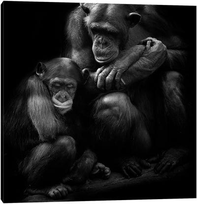 Chimpanzee Family Canvas Art Print - Minimalist Wildlife Photography