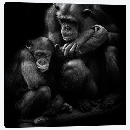 Chimpanzee Family Canvas Print #DWH11} by David Whelan Canvas Artwork
