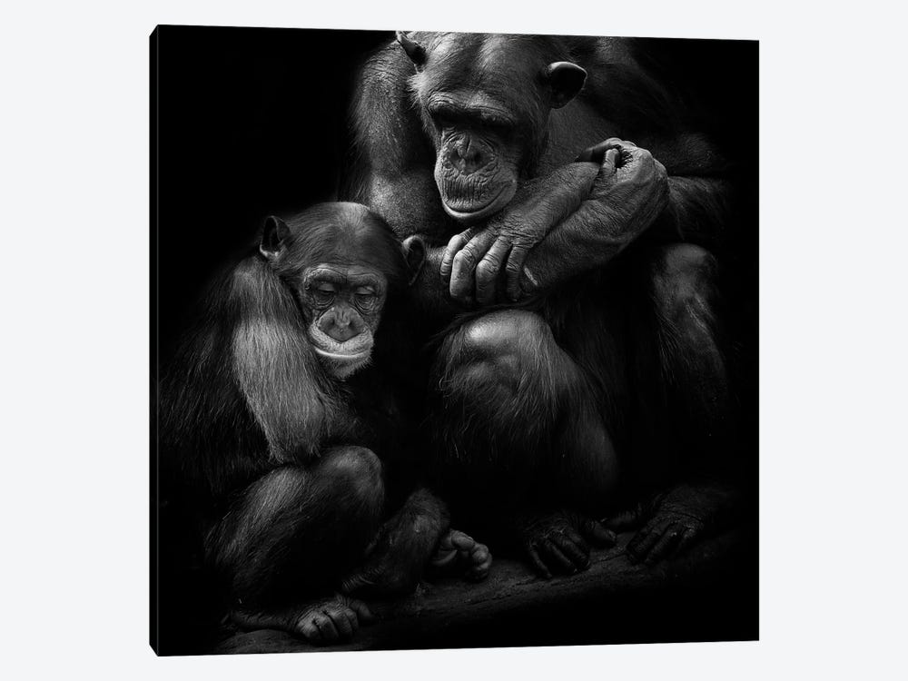 Chimpanzee Family by David Whelan 1-piece Canvas Artwork