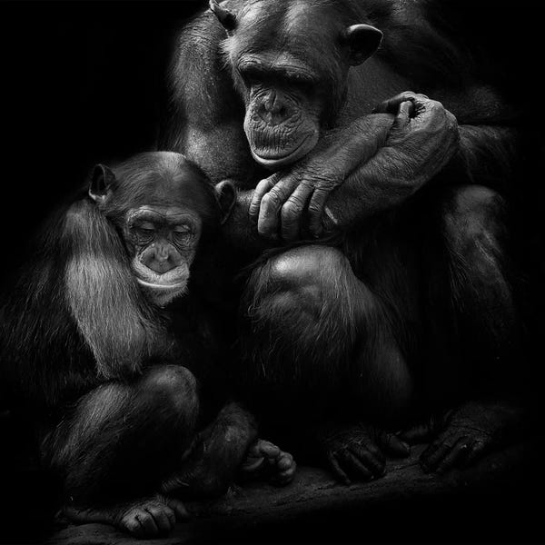 Minimalist Wildlife Photography: Chimpanzee Family by David Whelan