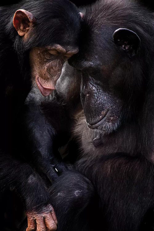Chimpanzees Canvas Art Print by David Whelan | iCanvas