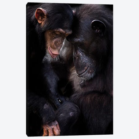 Chimpanzees Canvas Print #DWH12} by David Whelan Canvas Art