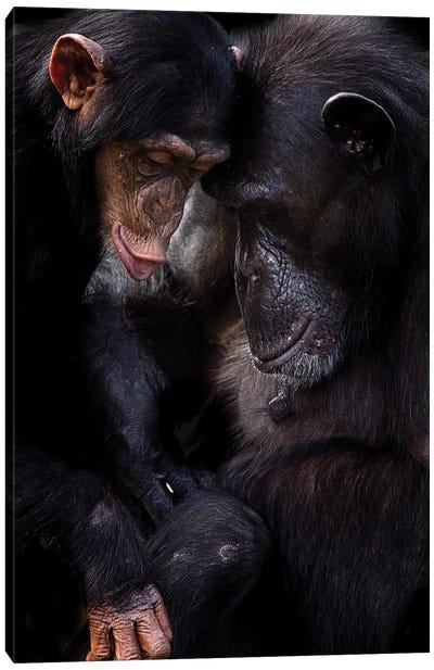 Chimpanzees Canvas Art Print - Chimpanzee Art