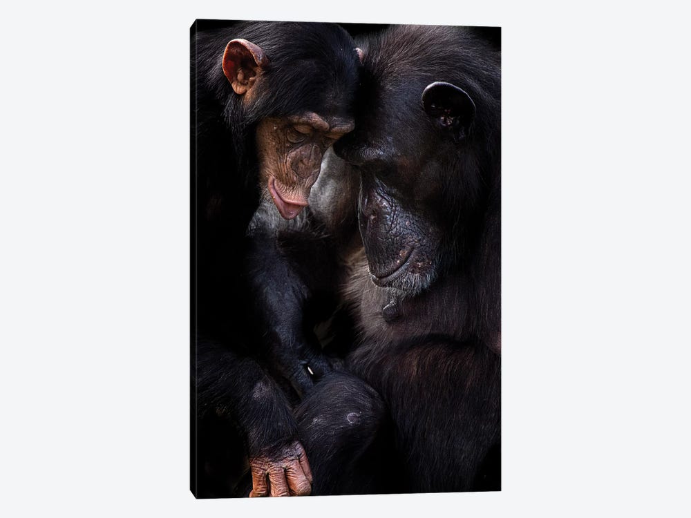 Chimpanzees by David Whelan 1-piece Canvas Art Print