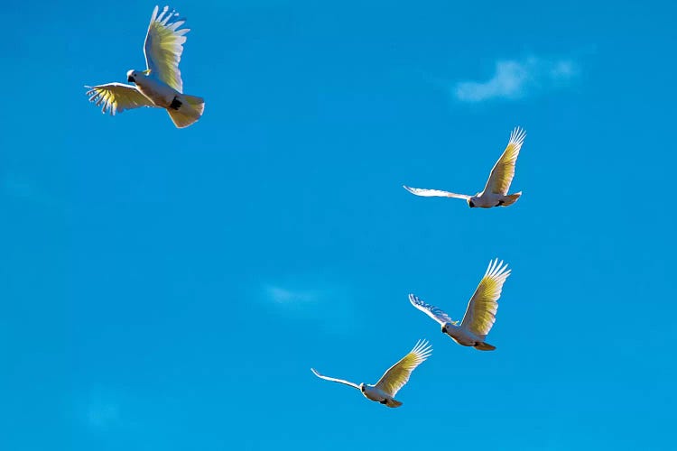 Cockatoos In Flight