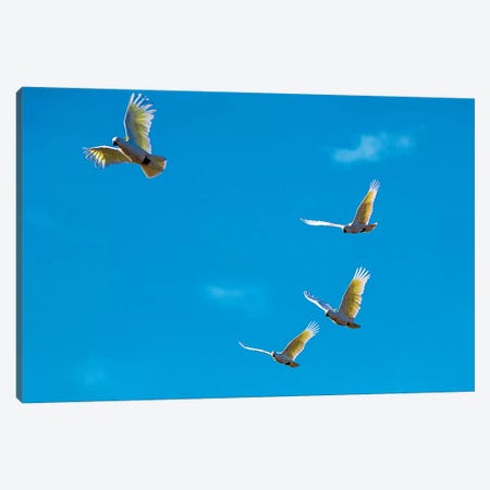Cockatoos In Flight Canvas Print #DWH14} by David Whelan Canvas Art Print