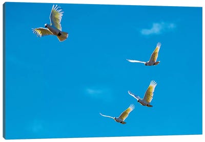 Cockatoos In Flight Canvas Art Print