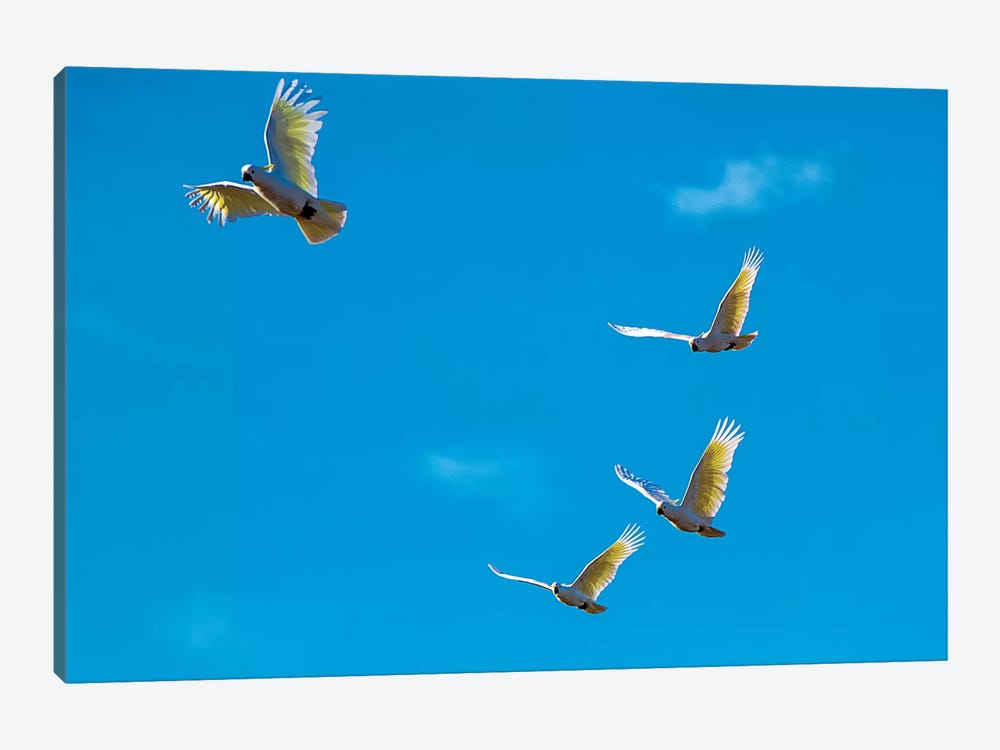 Cockatoos In Flight by David Whelan 1-piece Art Print