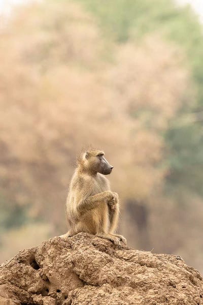 Primates: Contemplation by David Whelan
