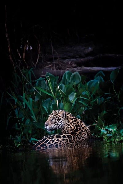 Minimalist Wildlife Photography: Cooling Down by David Whelan