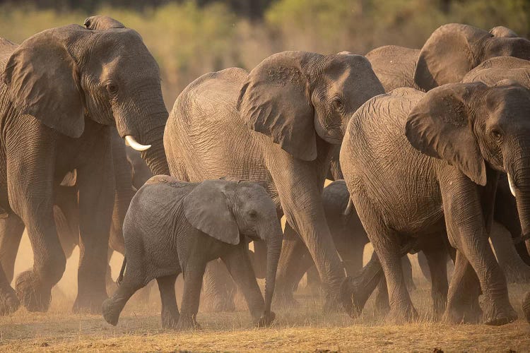 Elephant Family