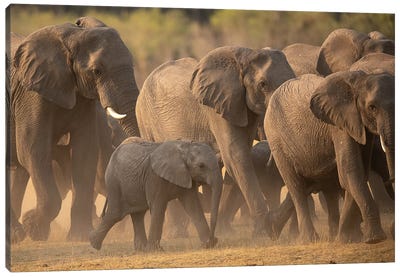 Elephant Family Canvas Art Print
