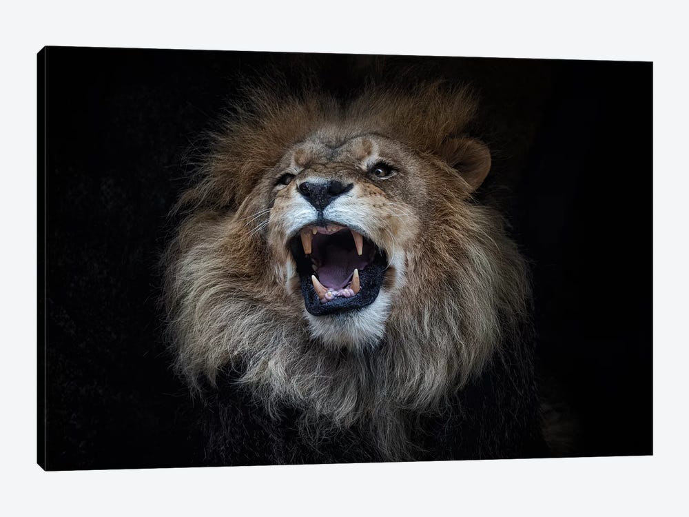 African Lion by David Whelan 1-piece Canvas Artwork