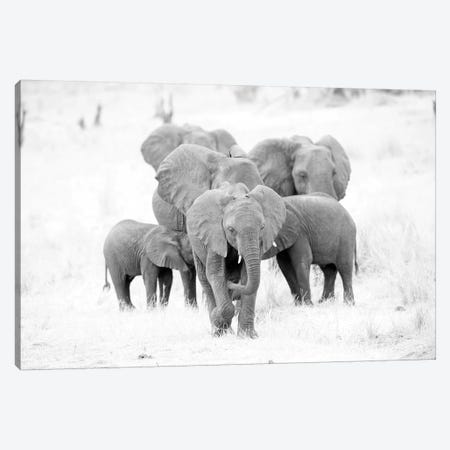 Elephant Family Black And White Canvas Print #DWH20} by David Whelan Canvas Print