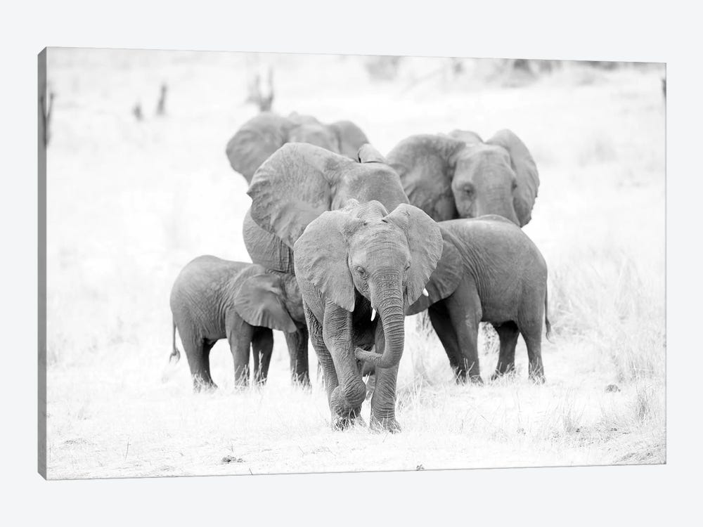 Elephant Family Black And White by David Whelan 1-piece Canvas Wall Art