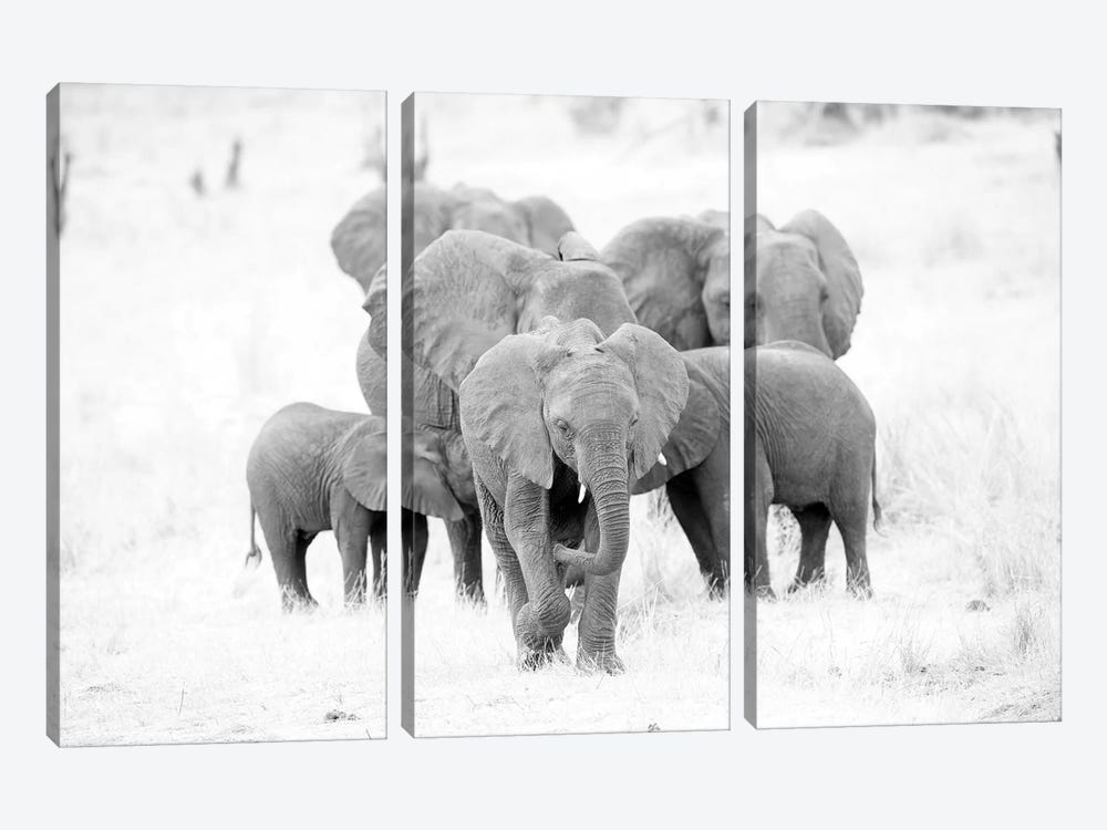 Elephant Family Black And White by David Whelan 3-piece Canvas Wall Art
