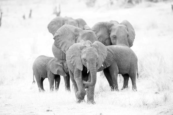 Elephants: Elephant Family Black And White by David Whelan