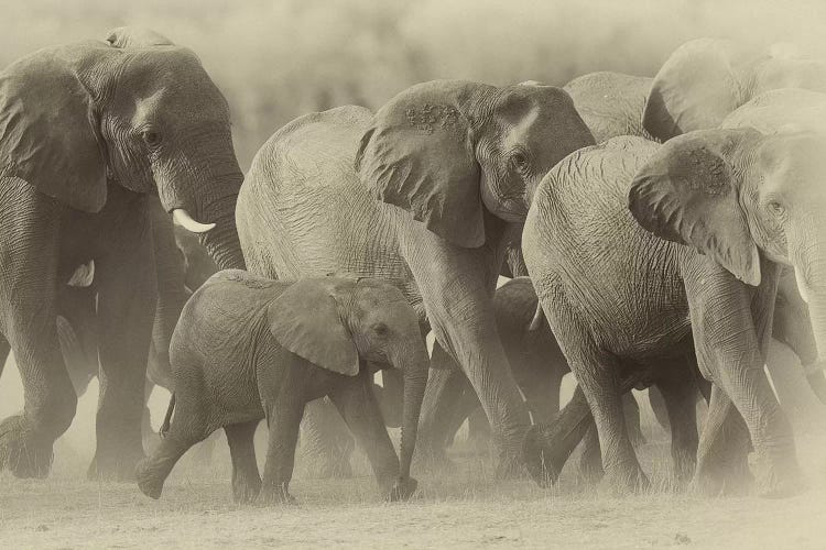 Elephant Family Sepia