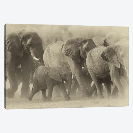Elephant Family Sepia Canvas Print #DWH21} by David Whelan Canvas Art Print