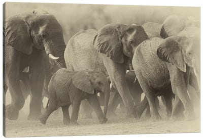 Elephant Family Sepia Canvas Art Print - David Whelan