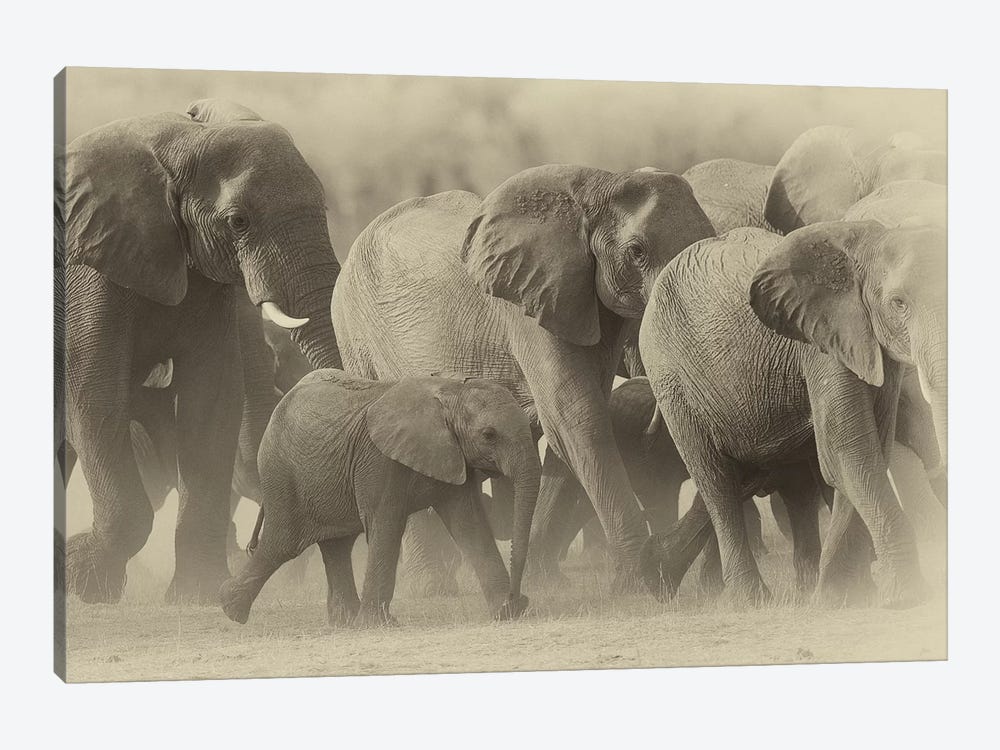 Elephant Family Sepia by David Whelan 1-piece Canvas Print