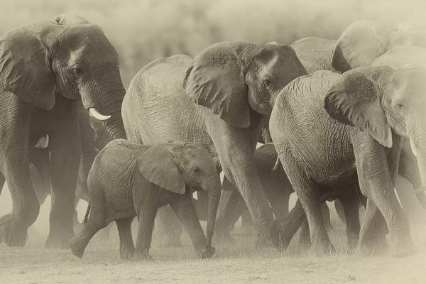 Sepia Photography: Elephant Family Sepia by David Whelan