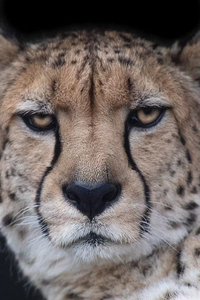 Face Of An Athlete by David Whelan canvas print