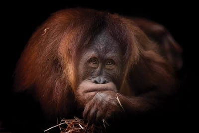 Grumpy by David Whelan metal wall art