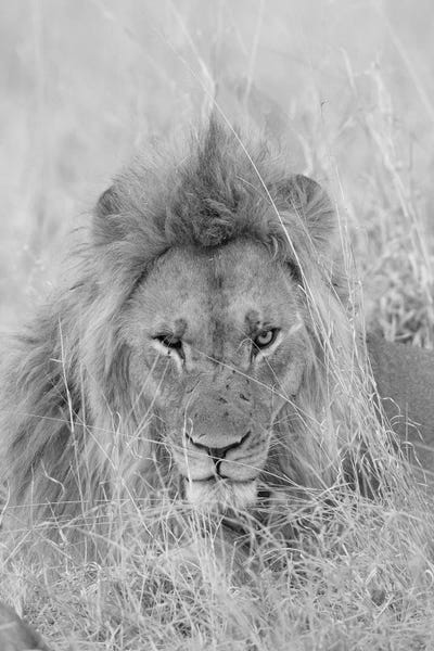 Minimalist Wildlife Photography: Hiding by David Whelan