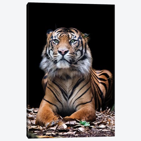 Hutan - Sumatran Tiger Canvas Print #DWH28} by David Whelan Canvas Art Print