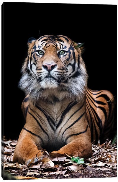 Hutan - Sumatran Tiger Canvas Art Print - David Whelan