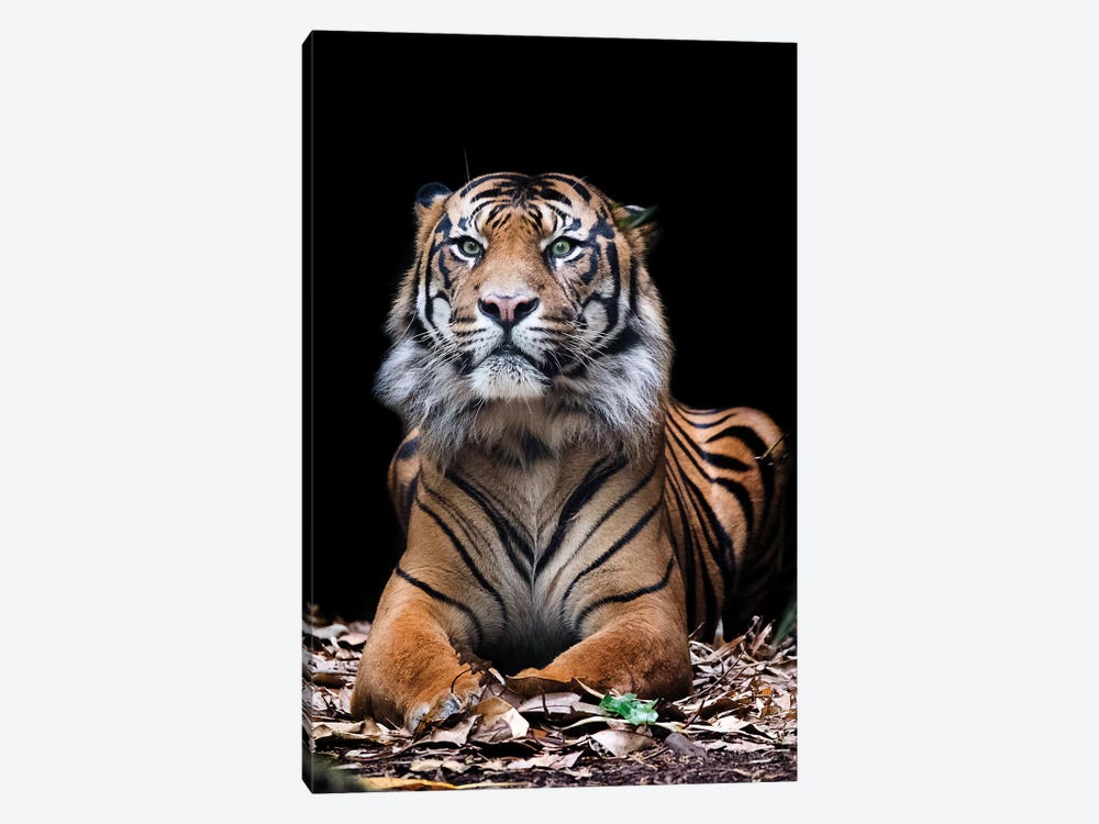 Hutan - Sumatran Tiger by David Whelan 1-piece Canvas Wall Art