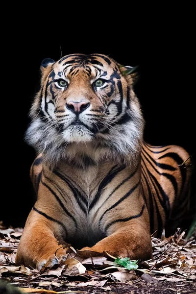 Tigers: Hutan - Sumatran Tiger by David Whelan