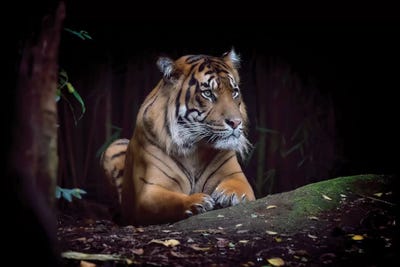 Hutan 1 by David Whelan metal wall art