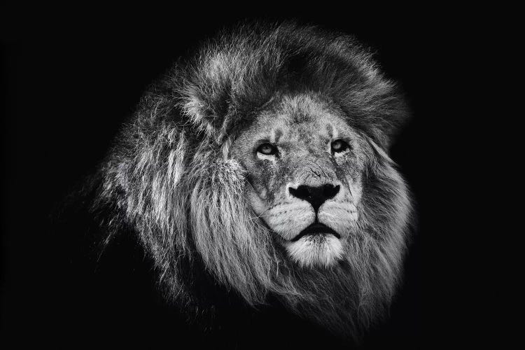 African Lion In Black And White