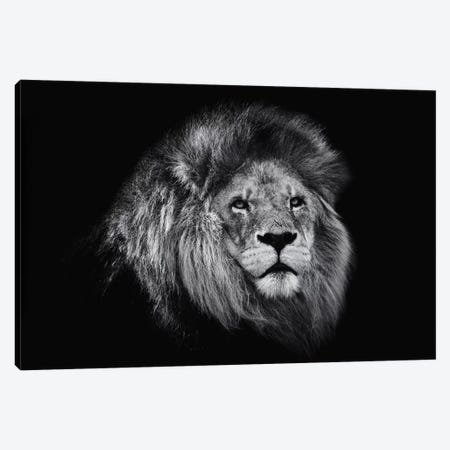 African Lion In Black And White Canvas Print #DWH2} by David Whelan Art Print