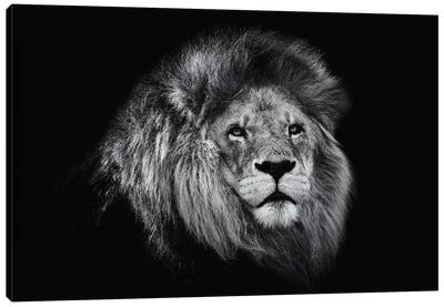 African Lion In Black And White Canvas Art Print - David Whelan