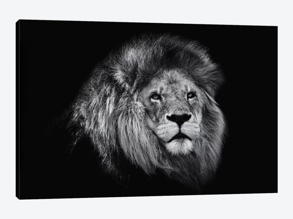 African Lion In Black And White by David Whelan 1-piece Canvas Art Print