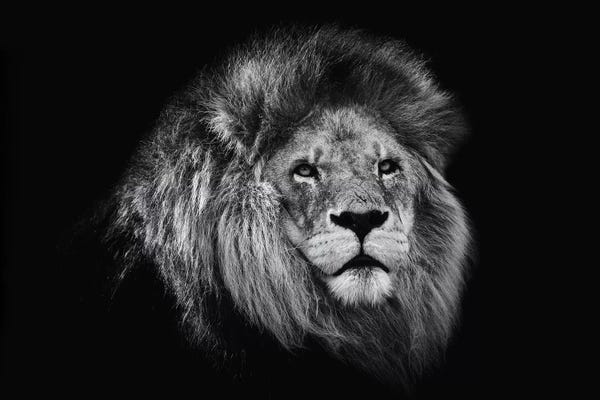 Lions: African Lion In Black And White by David Whelan