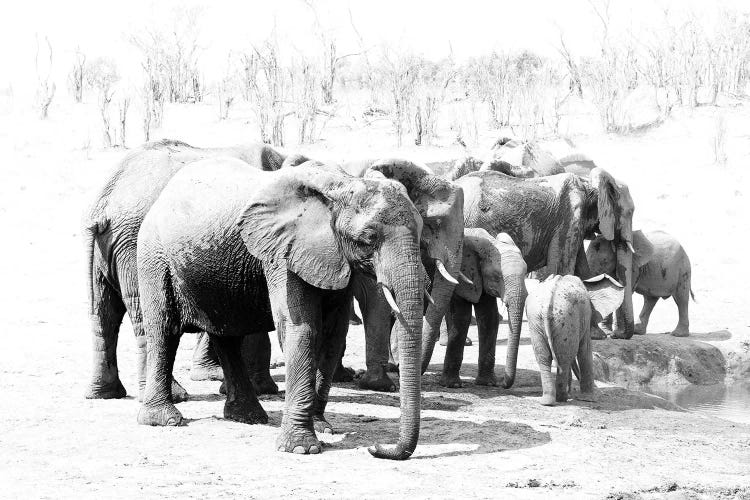 Hwange Elephants