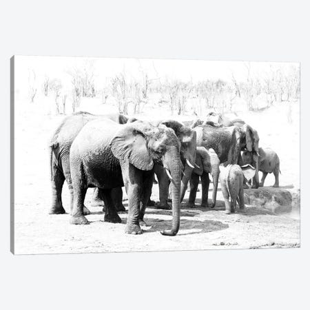 Hwange Elephants Canvas Print #DWH30} by David Whelan Canvas Art