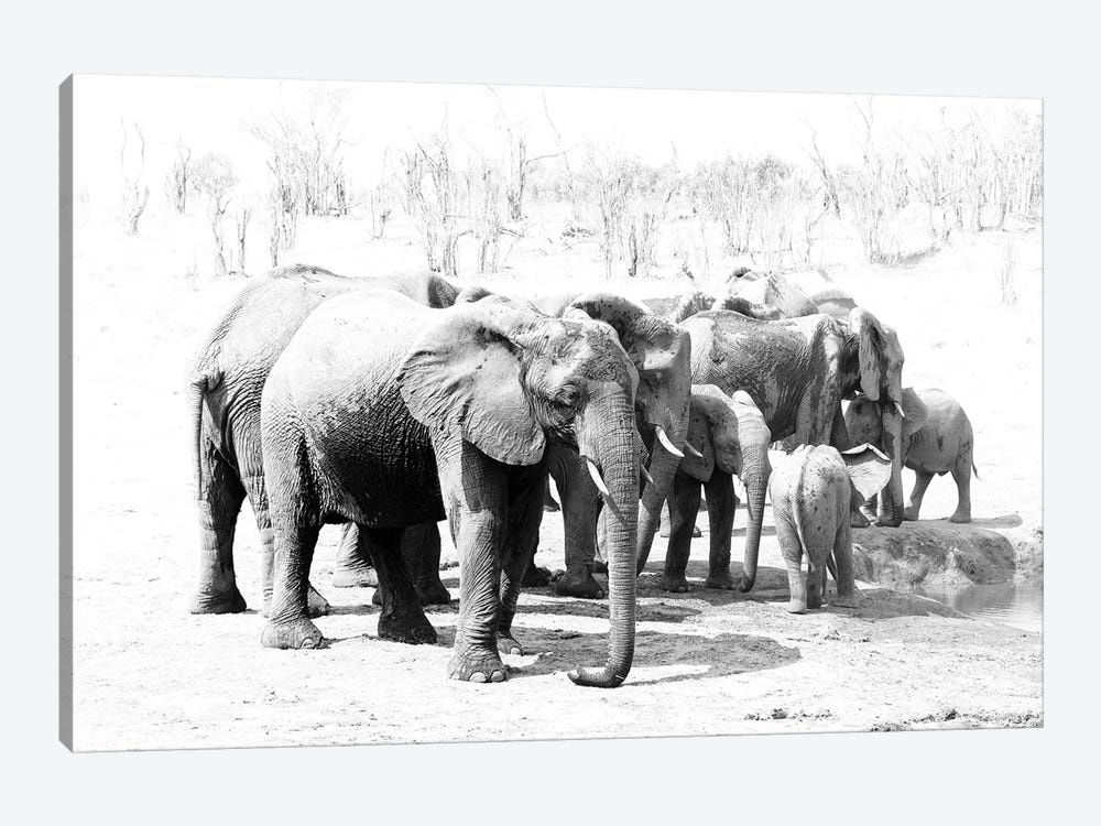 Hwange Elephants 1-piece Canvas Print