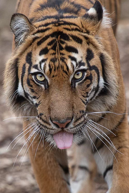 Indrah - Sumatran Tiger